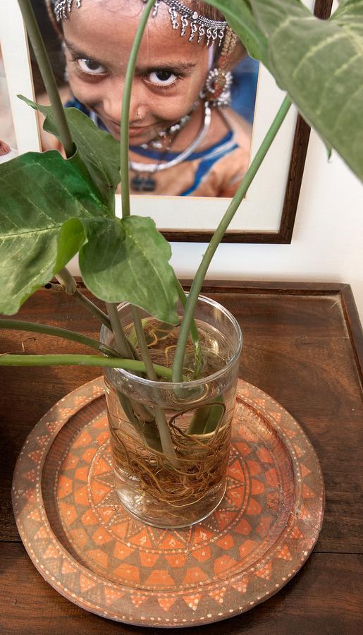 Haveli Hauz Khas Bed & Breakfast New Delhi Ngoại thất bức ảnh